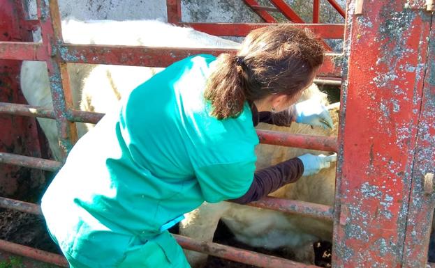 Los veterinarios critican que en la sanidad animal primen los criterios políticos