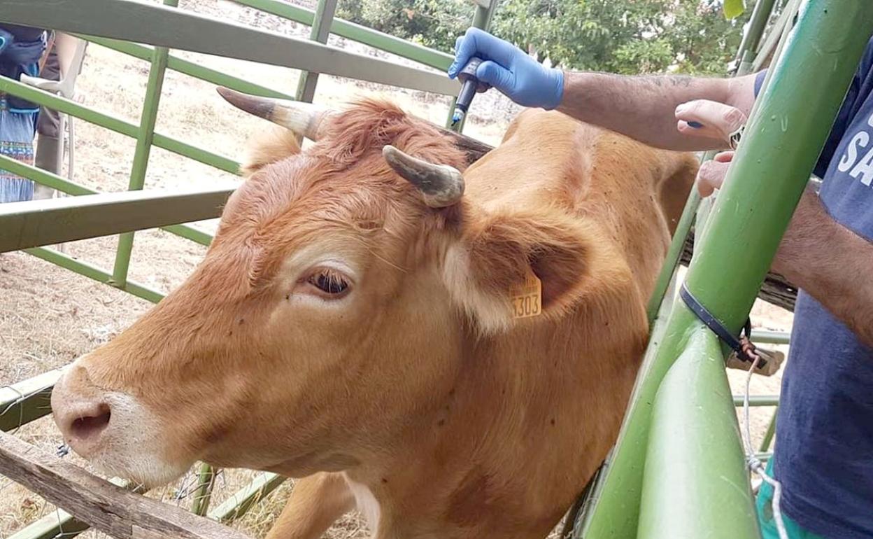 La crisis de la tuberculosis se cobra una nueva víctima, ahora la jefa de servicio de Sanidad Animal. 