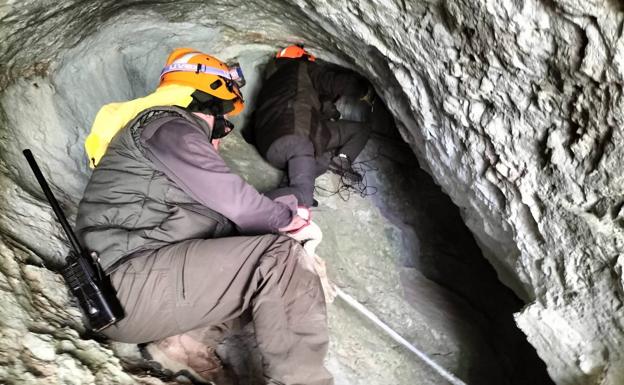 La osa despeñada por el ataque de un oso sigue con vida y refugiada en una cueva de la zona