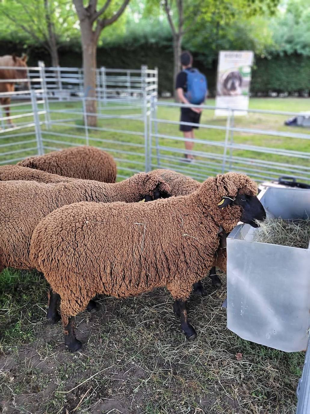 Boñar muestra lo mejor de la montaña leonesa en la 'IV Feria de la Montaña'. La Feria de la Montaña Leonesa vive su puesta de largo en una edición con tresjornadas y El Soto de Boñar como escenario. Los visitantes podrán disfrutar de una veintena de actividades y 17 expositores. 