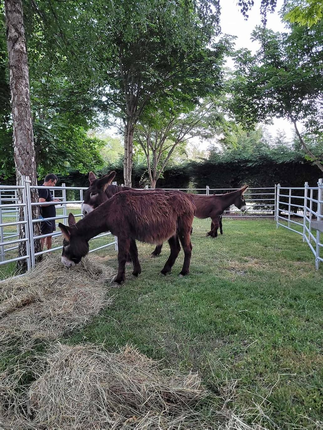 Boñar muestra lo mejor de la montaña leonesa en la 'IV Feria de la Montaña'. La Feria de la Montaña Leonesa vive su puesta de largo en una edición con tresjornadas y El Soto de Boñar como escenario. Los visitantes podrán disfrutar de una veintena de actividades y 17 expositores. 