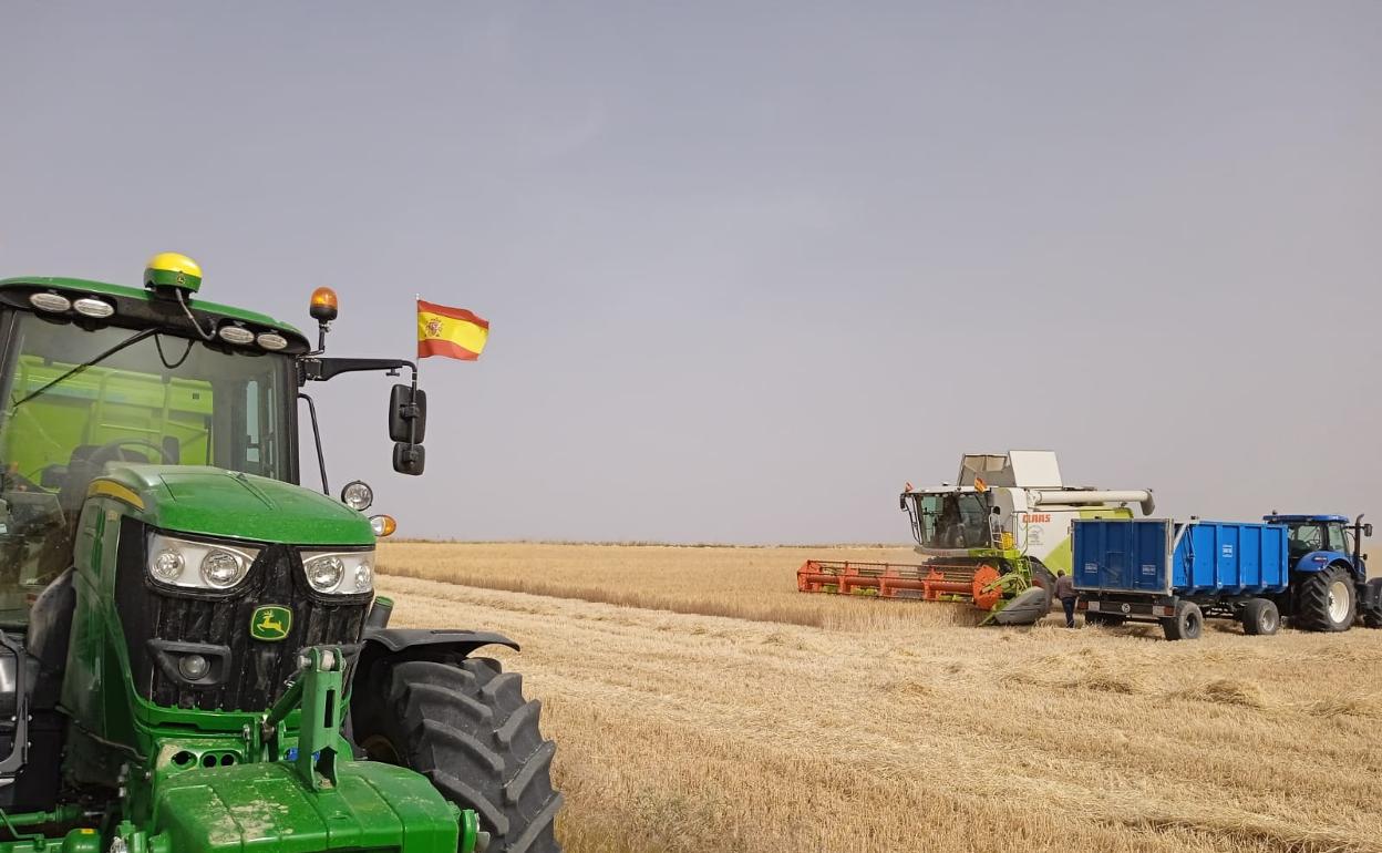 La cosechadora descarga el grano en un remolque preparado para transportarlo, en la comarca abulense de La Moraña. 