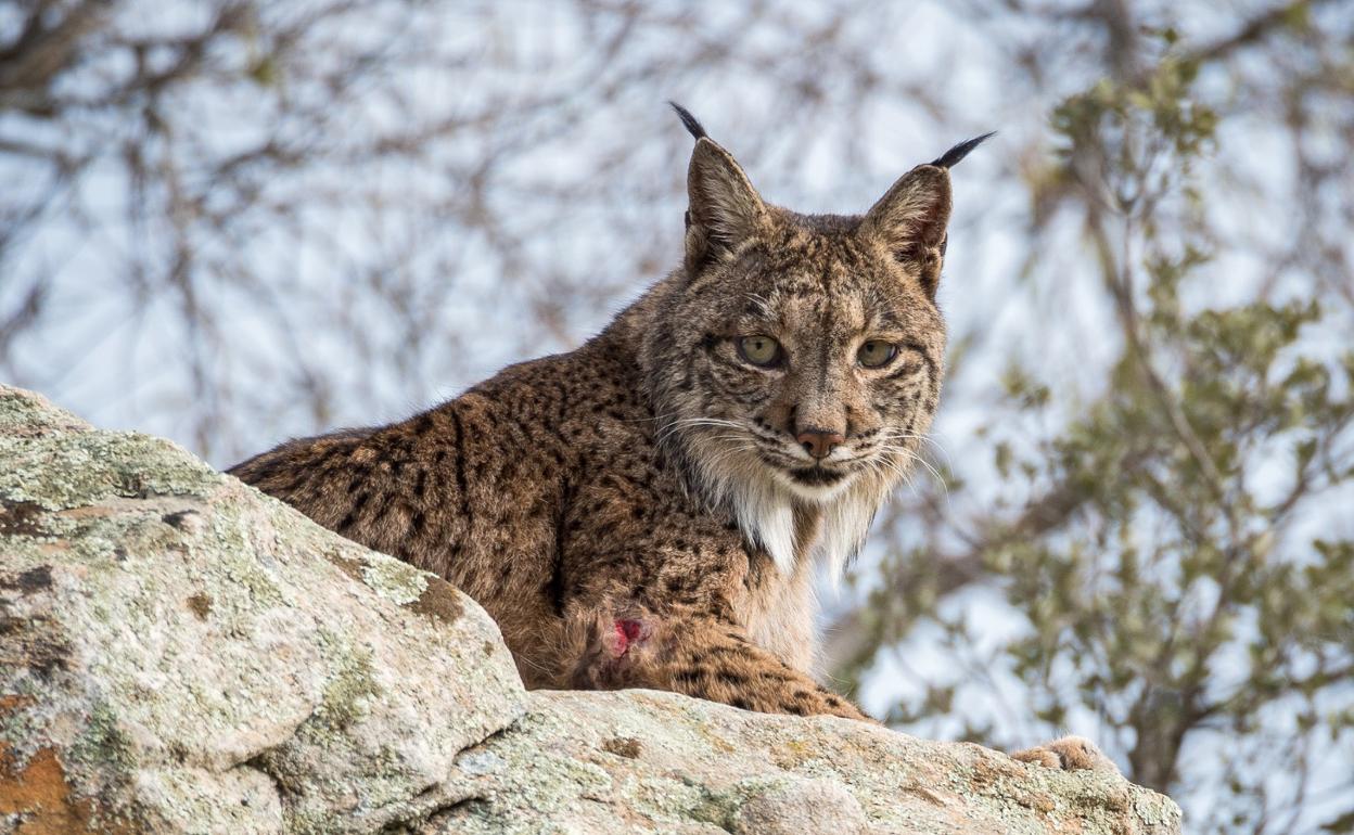 Un lince ibérico descansa sobre un peñasco.