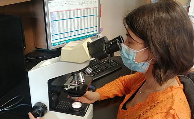 Explica la experta que el polen de las gramíneas es que el más prolífera en la provincia de León y que todavía hay una incidencia alta. 