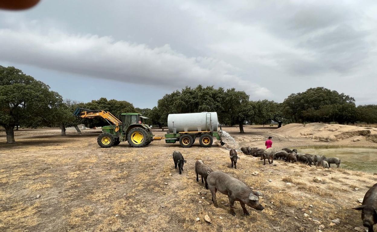 Un ganadero salmantino deposita agua en una charca para que beban los cerdos. 