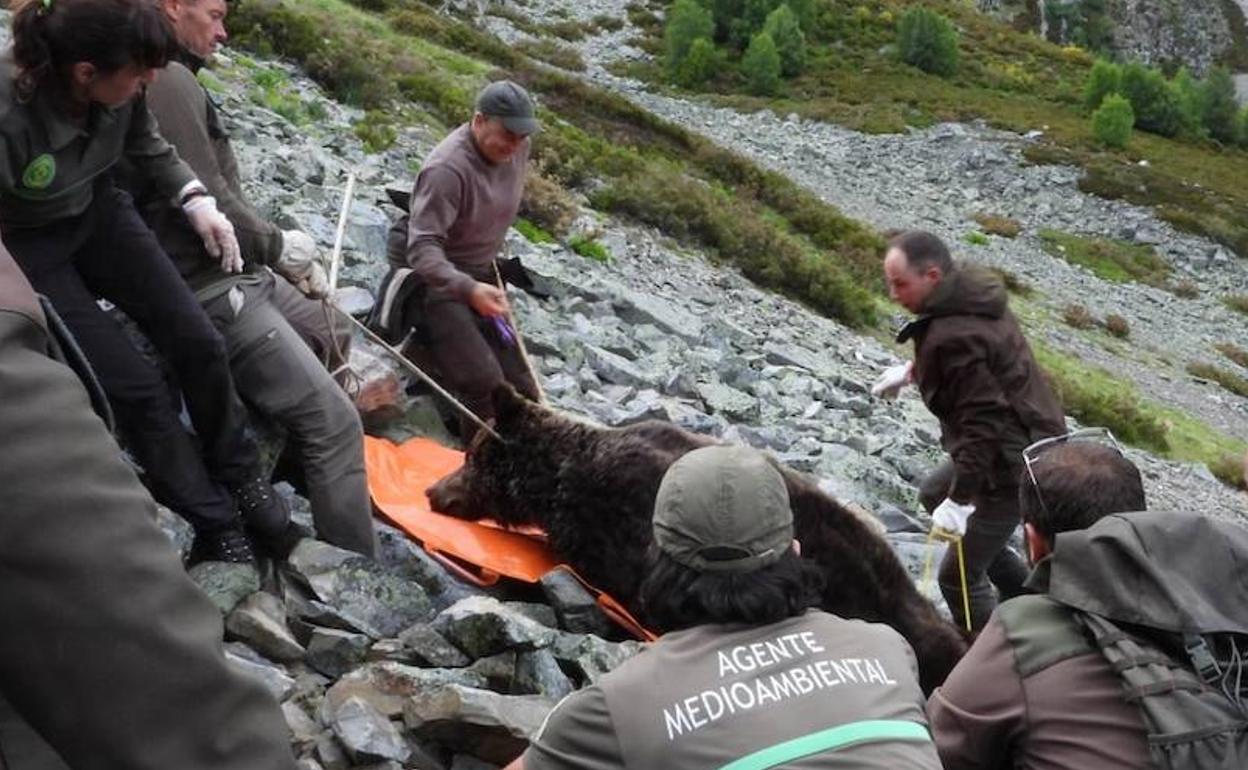 Rescate del cuerpo del oso pardo macho adulto localizado en el Pico Miro de Valdeprado de Anllares del Sil.