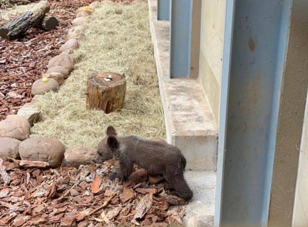 El osezno recuperado en estado crítico en Igüeña evoluciona favorablemente en el Centro de Recuperación de Fauna Silvestre de Cantabria