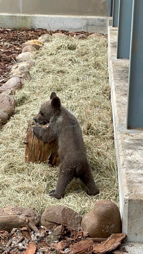 El osezno recuperado en estado crítico en Igüeña evoluciona favorablemente en el Centro de Recuperación de Fauna Silvestre de Cantabria