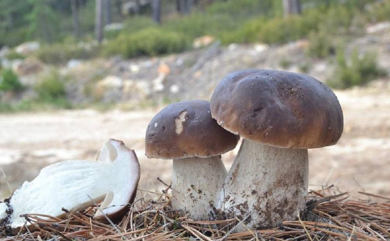 Las setas son uno de los productos más demandados en la gastronomía.