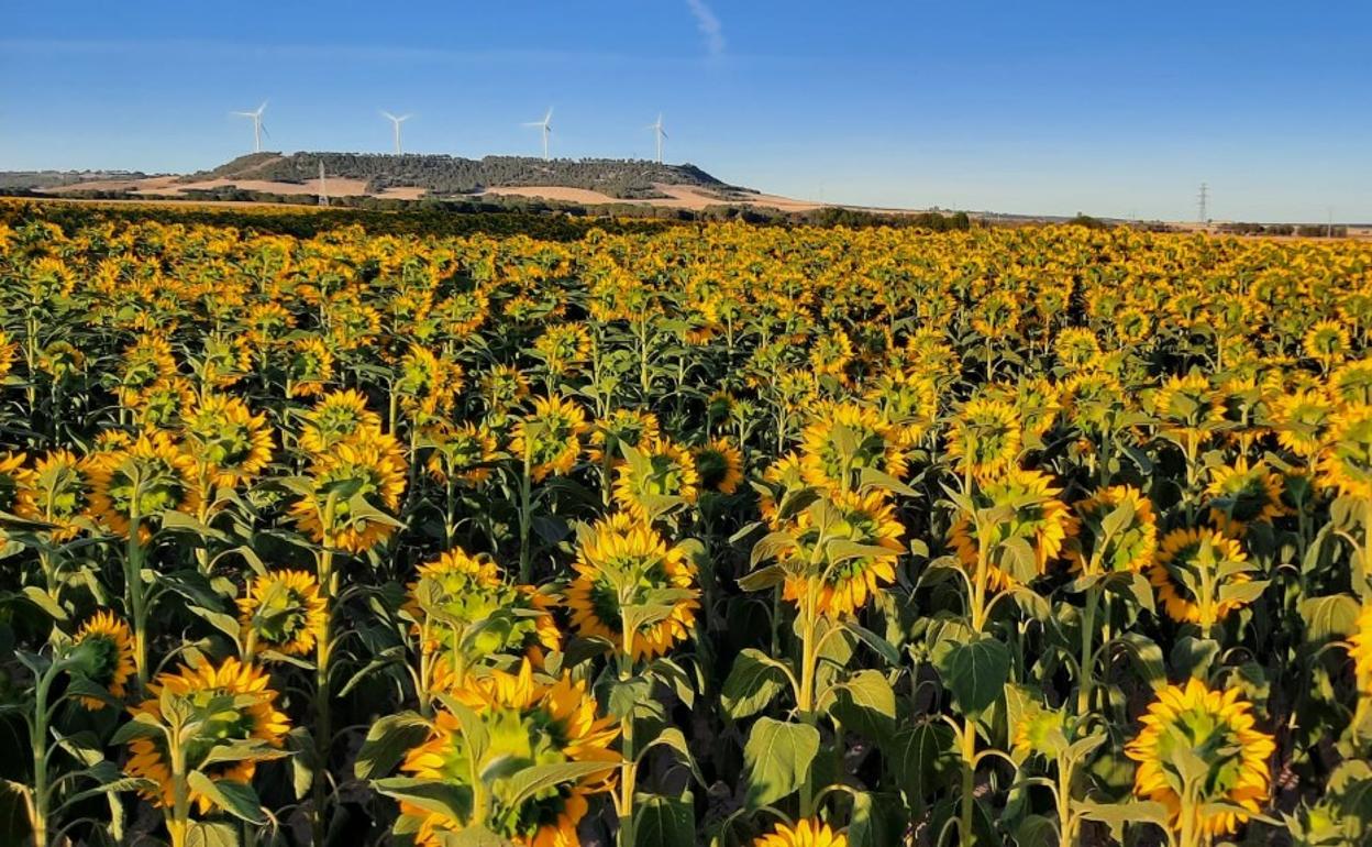 Superficie de girasol. 