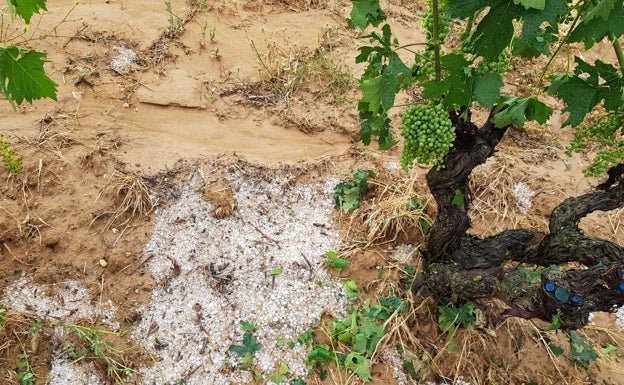 Parcela afectada por la tormenta de granizo