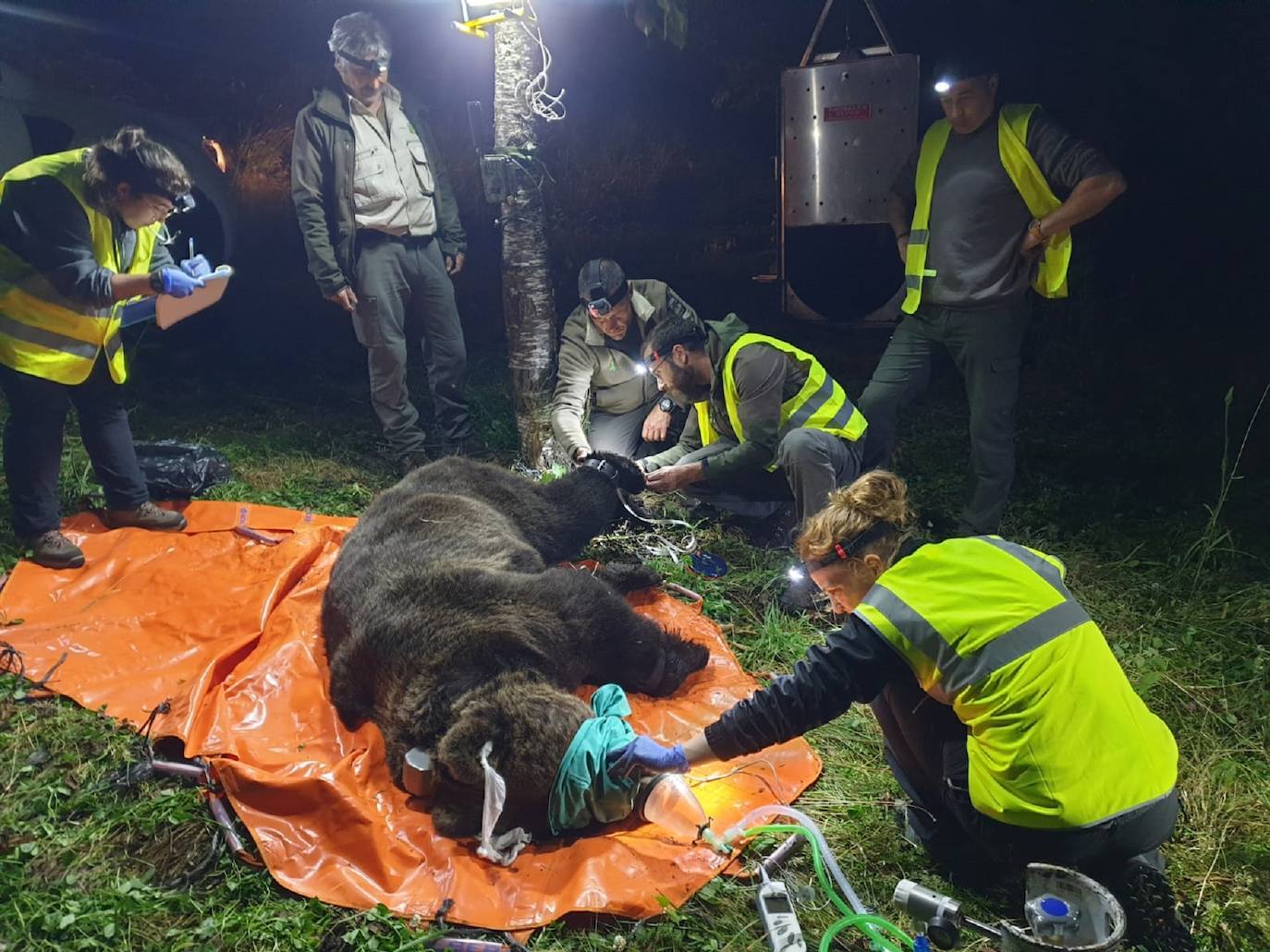 Con la captura del nuevo ejemplar, un macho de 193 kilos, son dos los ejemplares radiomarcados por la Junta en menos de una semana, tras el ejemplar capturado el sábado en el Parque Natural de la Montaña Palentina, lo que hace un total de tres los ejemplares radiomarcados en Castilla y León desde que el Plan de Captura y Radiomarcaje se iniciara en septiembre del año pasado.