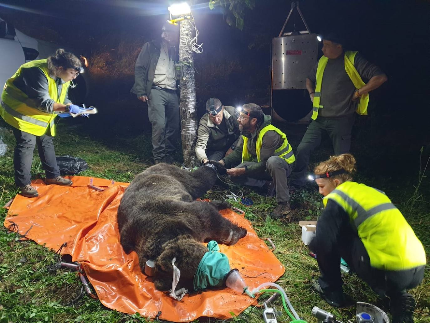 Con la captura del nuevo ejemplar, un macho de 193 kilos, son dos los ejemplares radiomarcados por la Junta en menos de una semana, tras el ejemplar capturado el sábado en el Parque Natural de la Montaña Palentina, lo que hace un total de tres los ejemplares radiomarcados en Castilla y León desde que el Plan de Captura y Radiomarcaje se iniciara en septiembre del año pasado.