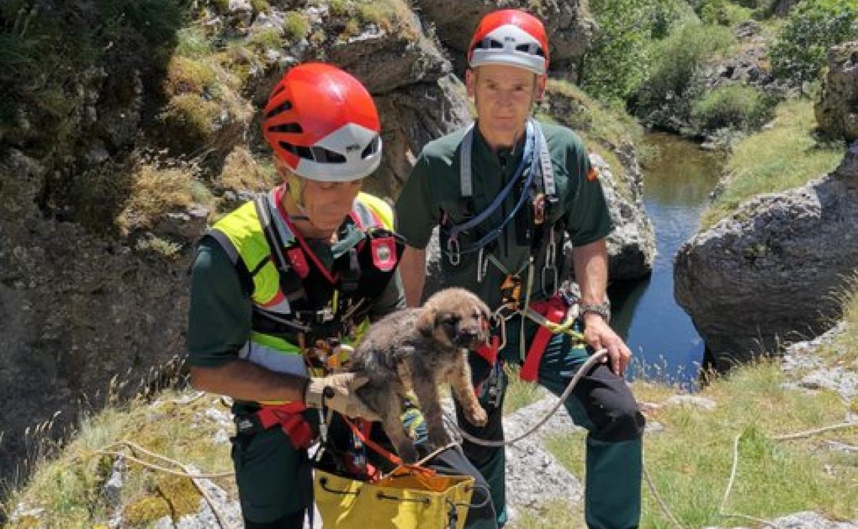 El rescate de tres mastines les salvó de ahogarse en un canal. 