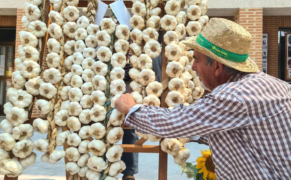 Un hombre coloca la ristra con la que participará en el concurso de la Feria del Ajo de Santa Marina del Rey.