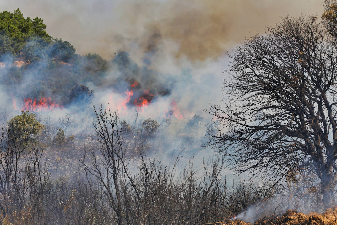 Incendio en la provincia de Zamora