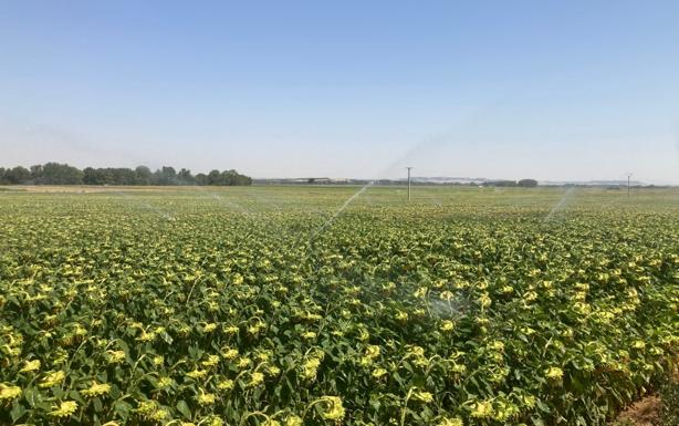 Riego de girasol en la localidad vallisoletana de Pollos. 