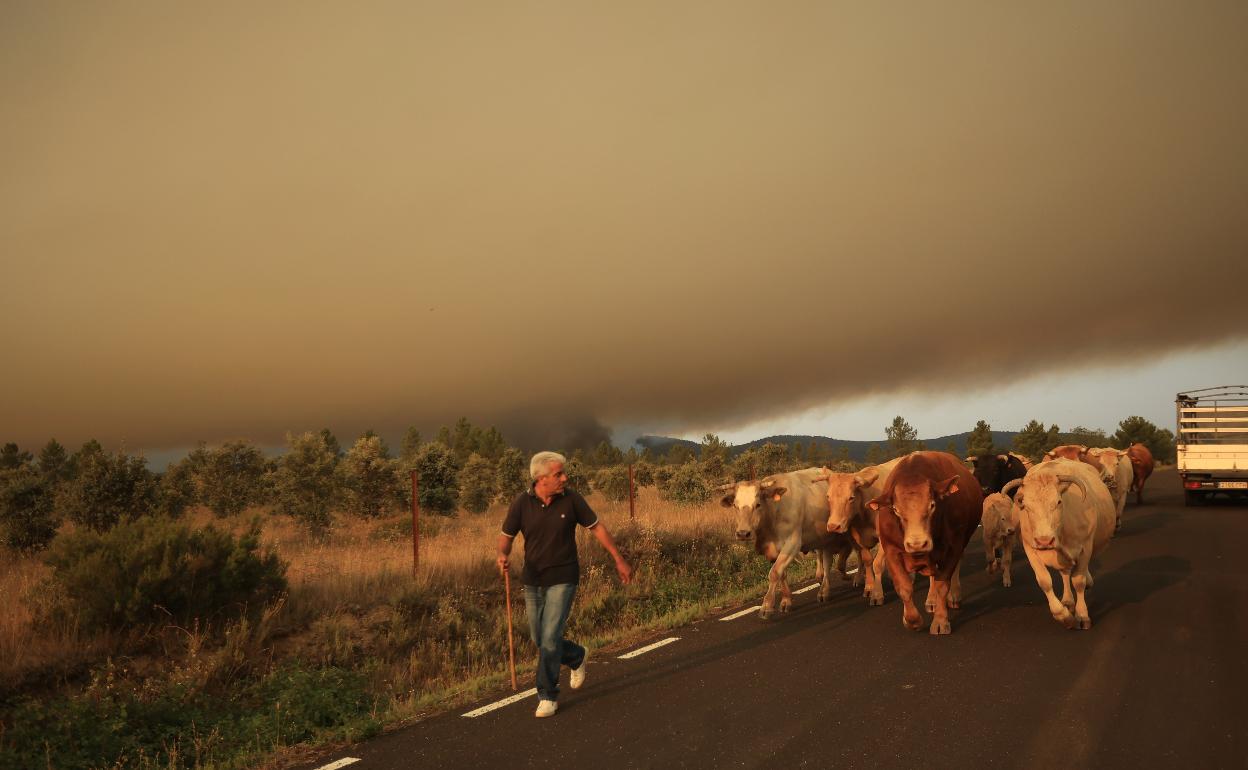 Un ganadero huye de humo con su ganado en la localidad salmantina de Guadapero, el pasado día 15. 