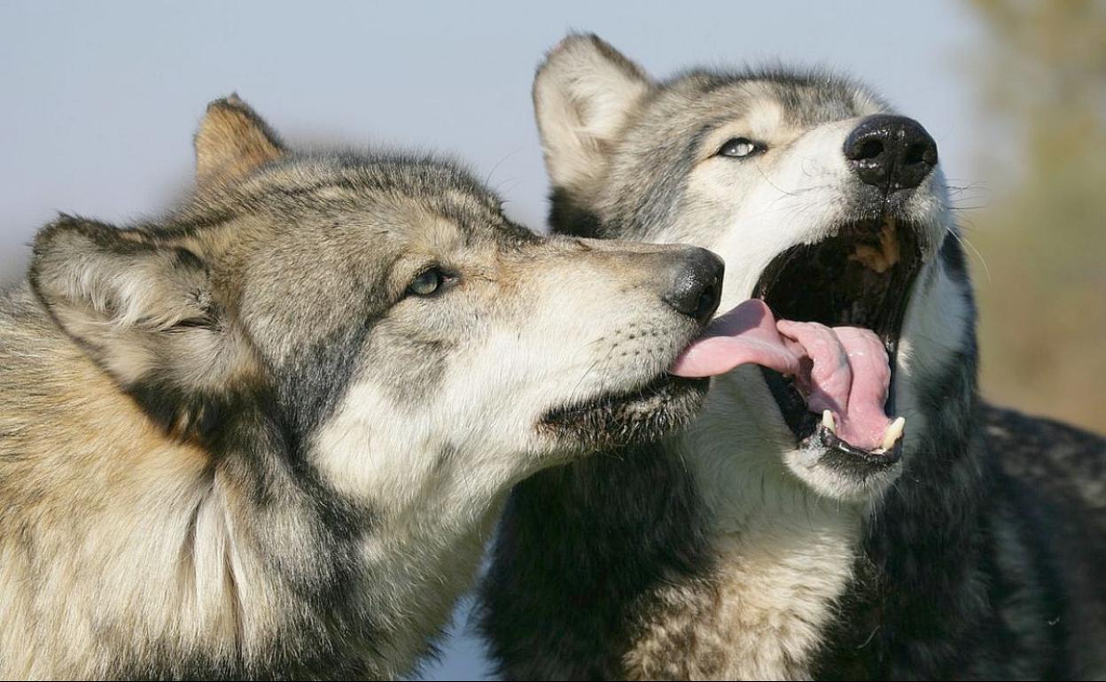 La Junta de Castilla y León rechaza la estrategia nacional del lobo, aprobada este jueves