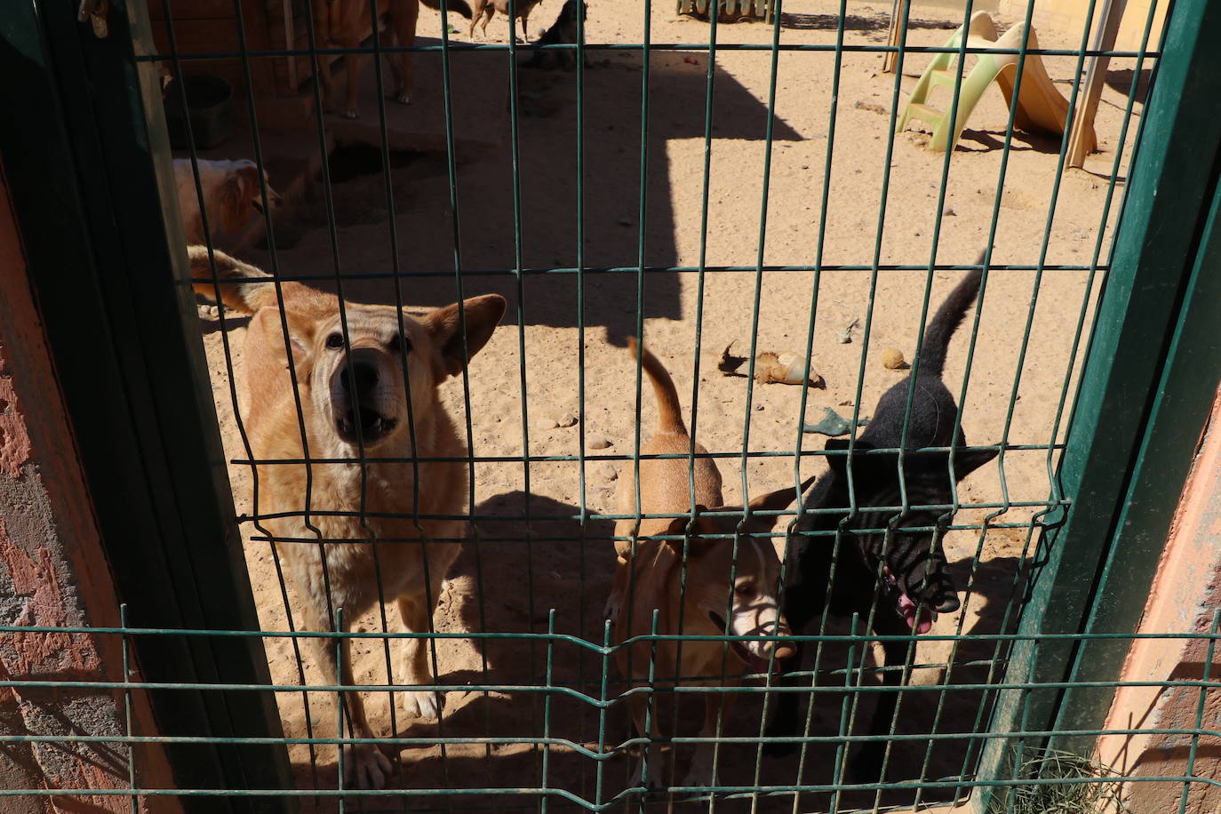 Instalaciones e inquilinos del Hotel Canino Las Lomas