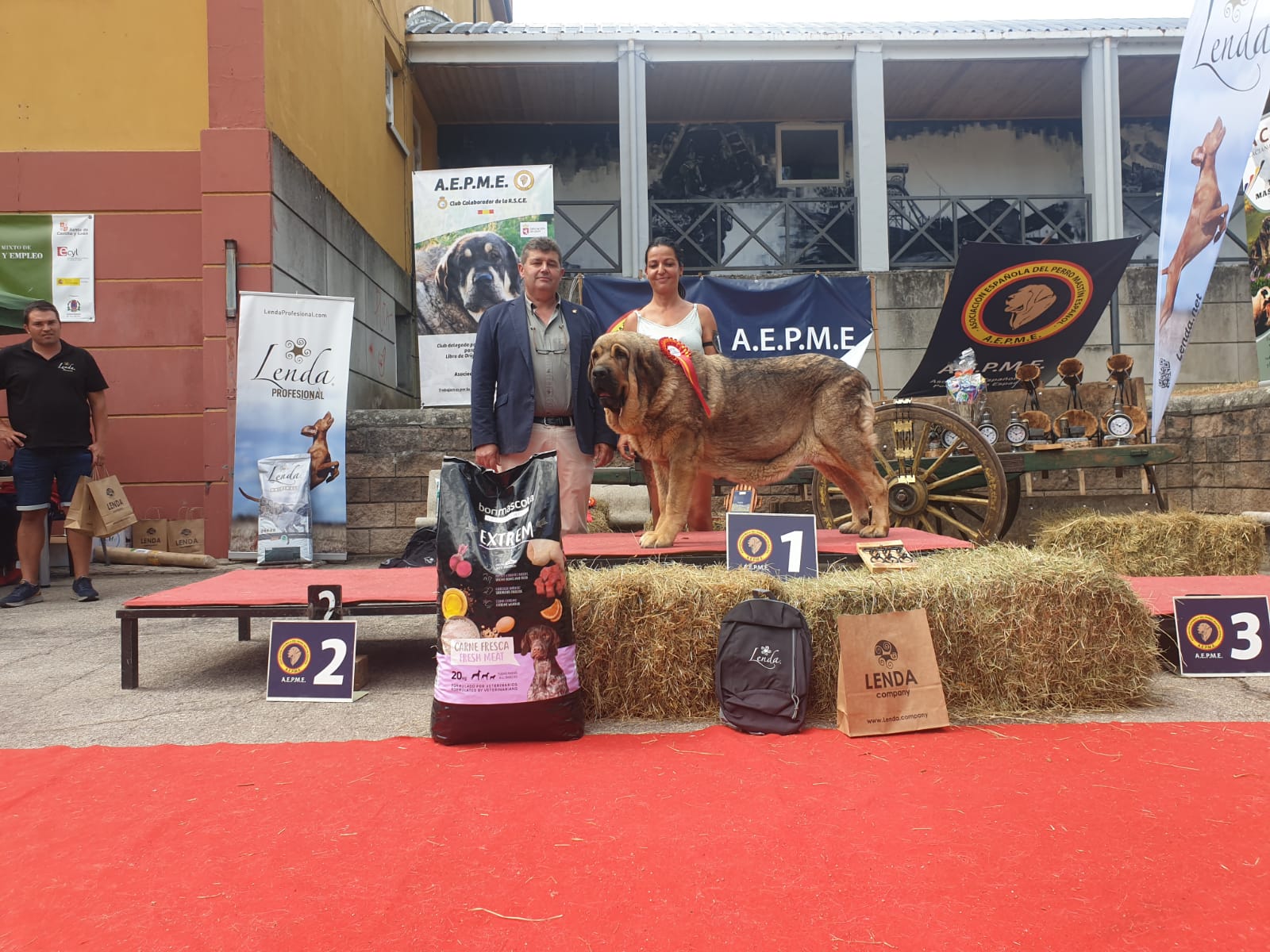 El X Concurso Monográfico de Mastín Español se celebra en Villablino con la flor y nata de esta raza de pastoreo