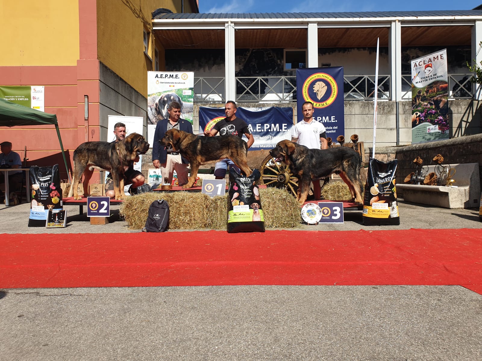 El X Concurso Monográfico de Mastín Español se celebra en Villablino con la flor y nata de esta raza de pastoreo