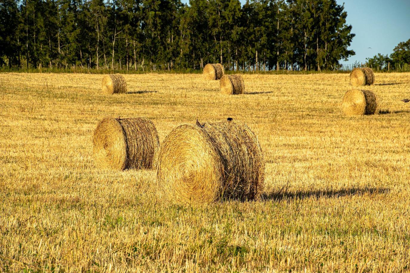 Bolas de paja en un campo a la espera de ser recogidas.