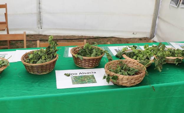 Muestra de lúpulos cultivados en la Ribera del Órbigo. 