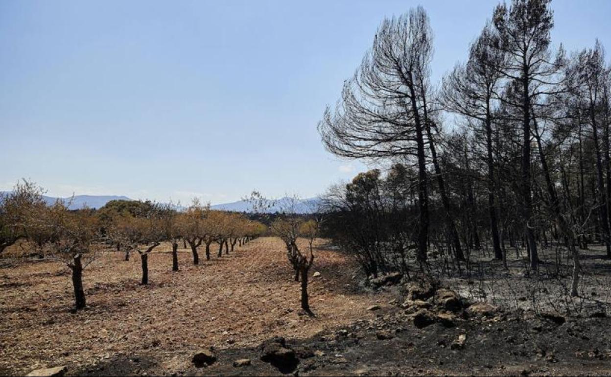 Las trazas del fuego que ha arrasado Bejís. 