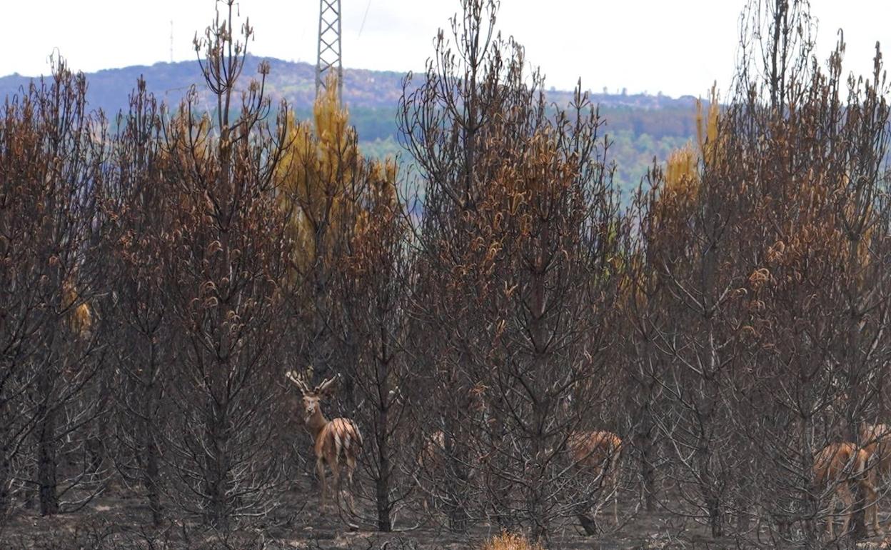 Un ciervo mira fijamente a la cámara tras el incendio de la Sierra de la Culebra (Zamora)