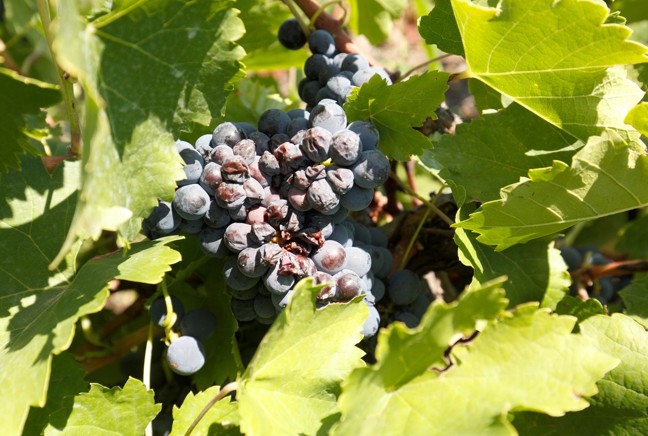 La fuerte granizada provoca daños en los viñedos de la DO Bierzo en Arganza, Quilós, Magaz y San Lorenzo. El Consejo Regulador sigue adelante con la idea de iniciar la campaña de vendimia este fin de semana al garantizarse el margen de «dos o tres días» para que la planta seque y pueda recoger la humedad antes de la recolectar la uva.