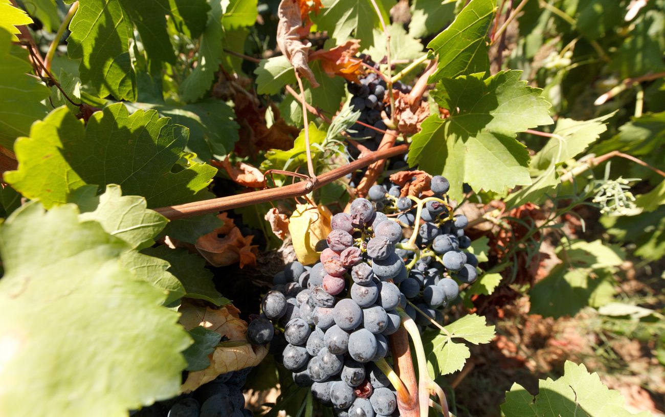 La fuerte granizada provoca daños en los viñedos de la DO Bierzo en Arganza, Quilós, Magaz y San Lorenzo. El Consejo Regulador sigue adelante con la idea de iniciar la campaña de vendimia este fin de semana al garantizarse el margen de «dos o tres días» para que la planta seque y pueda recoger la humedad antes de la recolectar la uva.