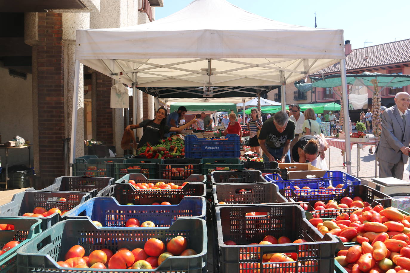 Imágenes de la Feria del Tomate de Mansilla en 2022