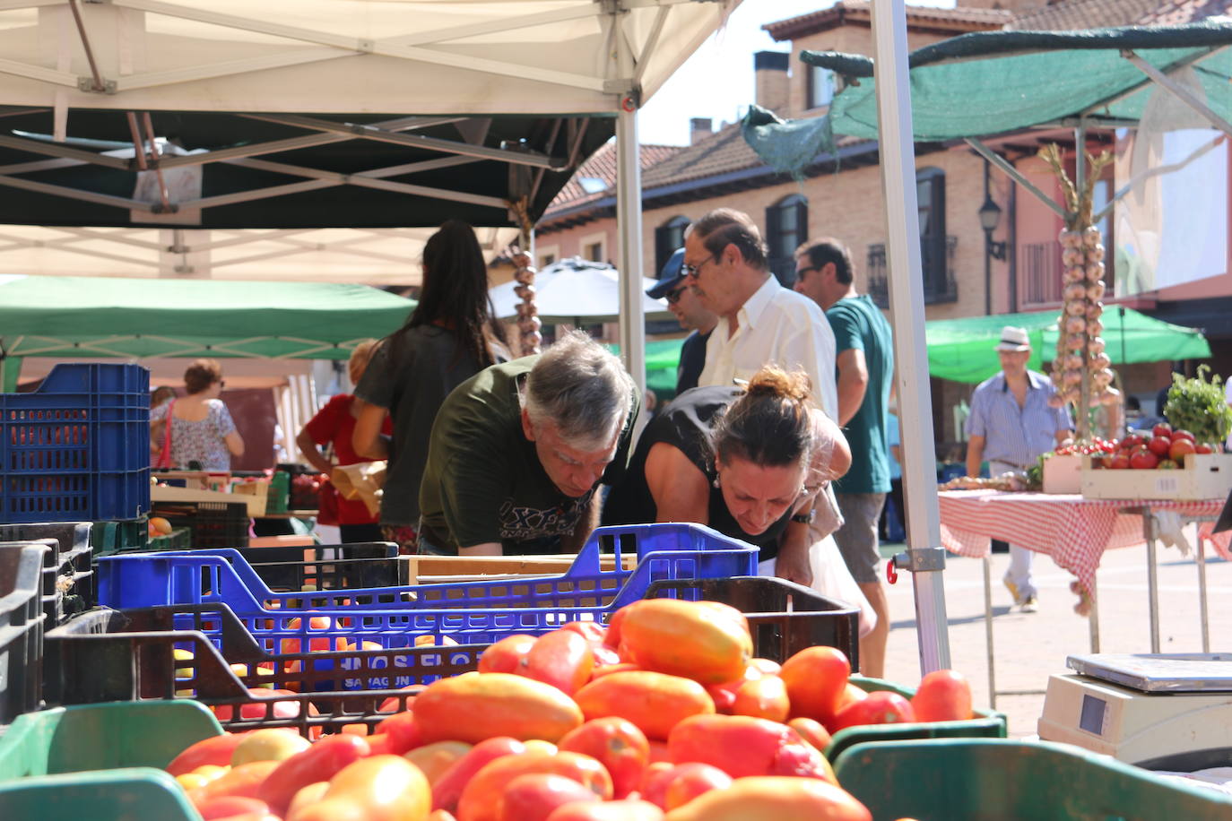 Imágenes de la Feria del Tomate de Mansilla en 2022