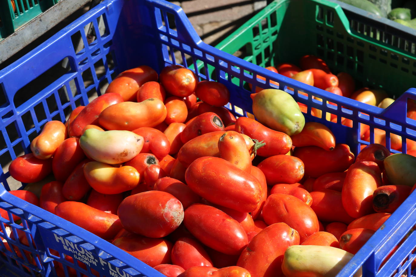 Imágenes de la Feria del Tomate de Mansilla en 2022