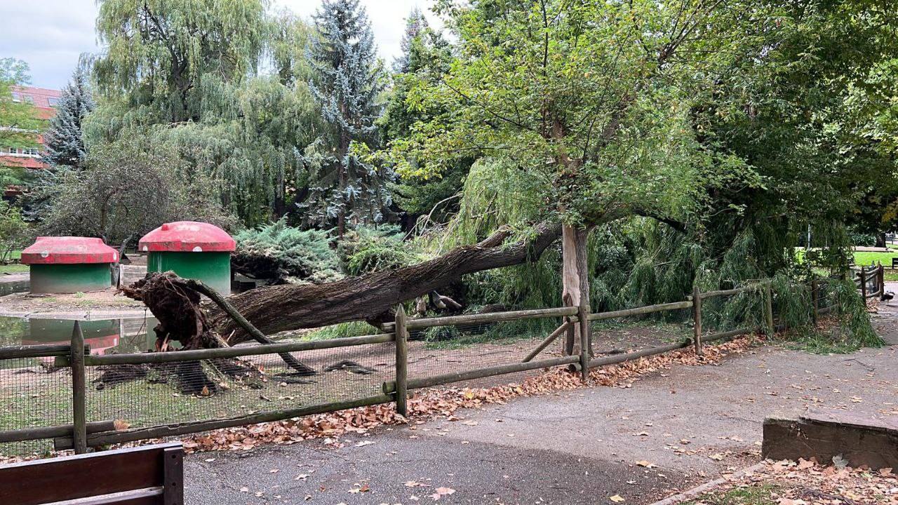 Imagen del árbol caído. 