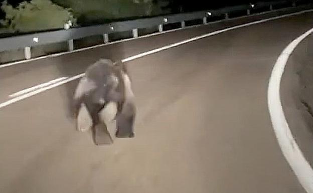 Captura de vídeo del oso avanzaando por el puerto de La Magdalena. 