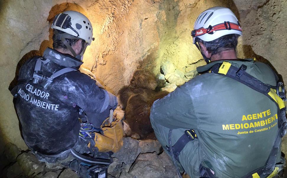 Hallan en una sima vertical de la Montaña Palentina, a 33 metros de profundidad, los restos de la osa despeñada y dos crías desaparecidas en junio