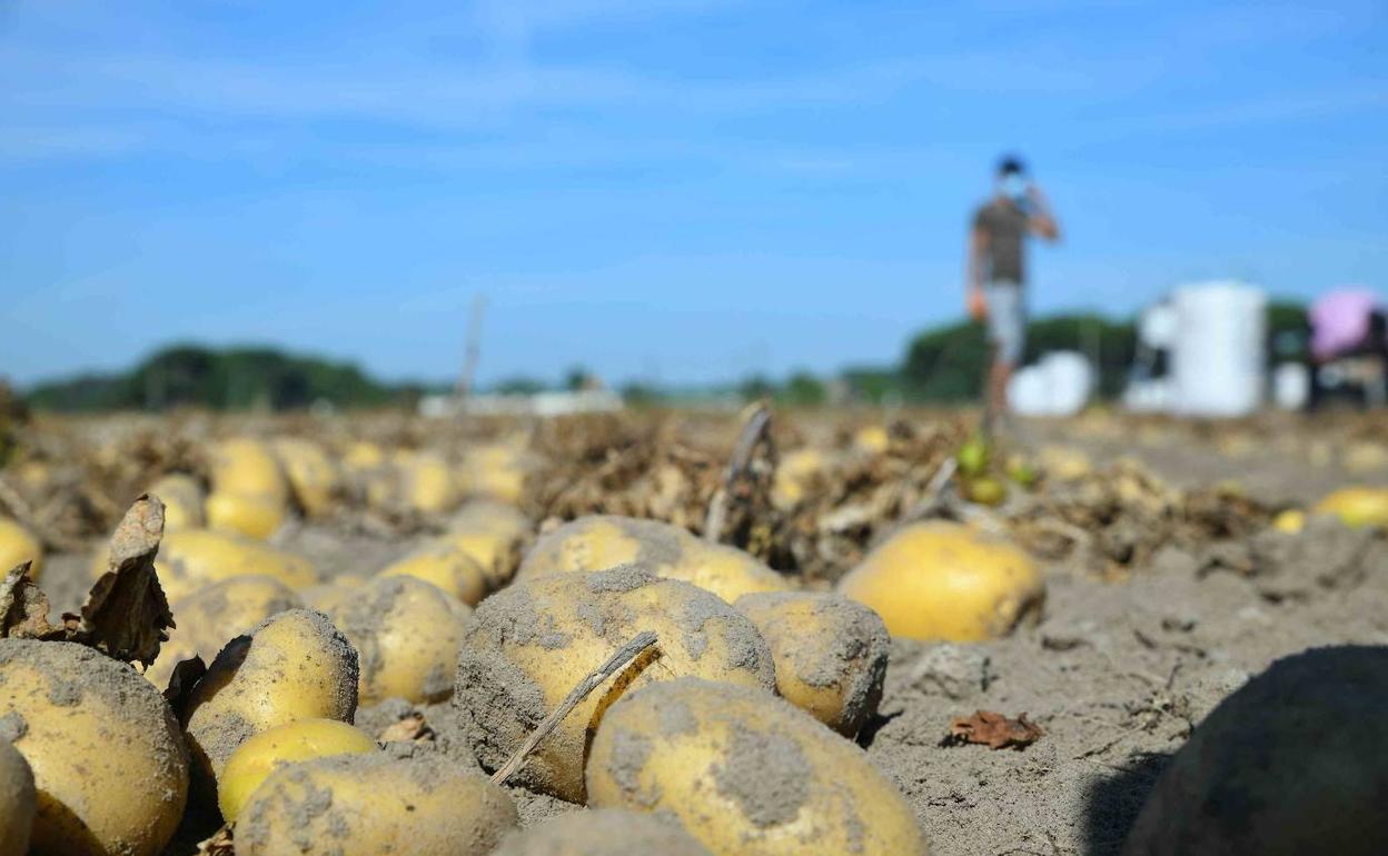 Patatas en la tierra listas para recoger.