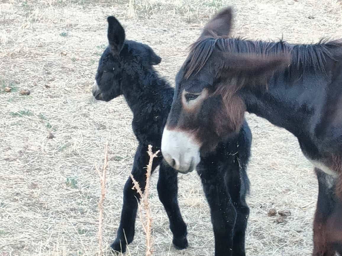 El recién nacido burro zamorano leonés junto a su madre en Sariegos.