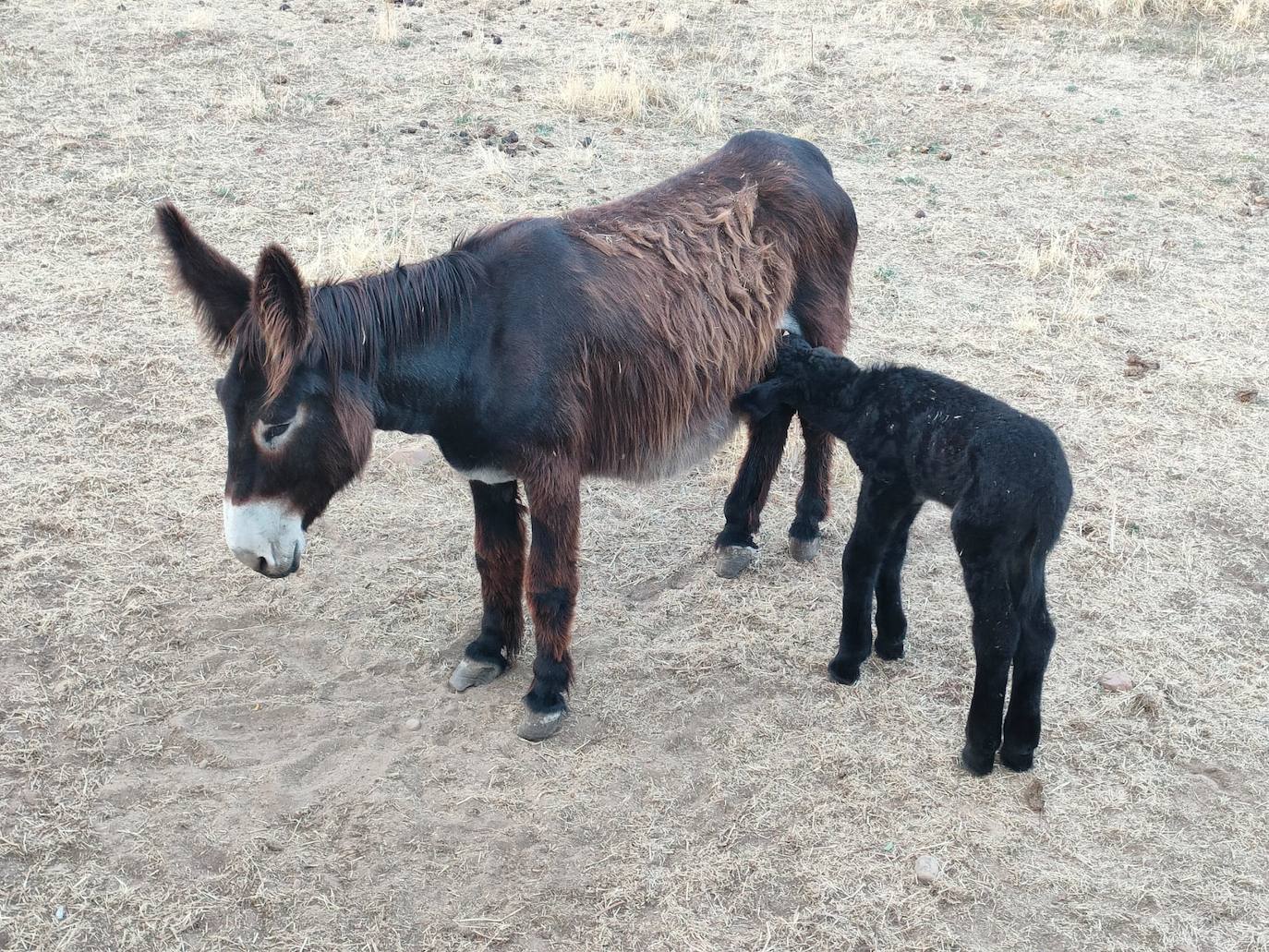 El recién nacido burro zamorano leonés junto a su madre en Sariegos.