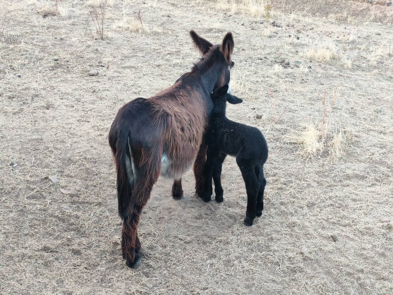 El recién nacido burro zamorano leonés junto a su madre en Sariegos.