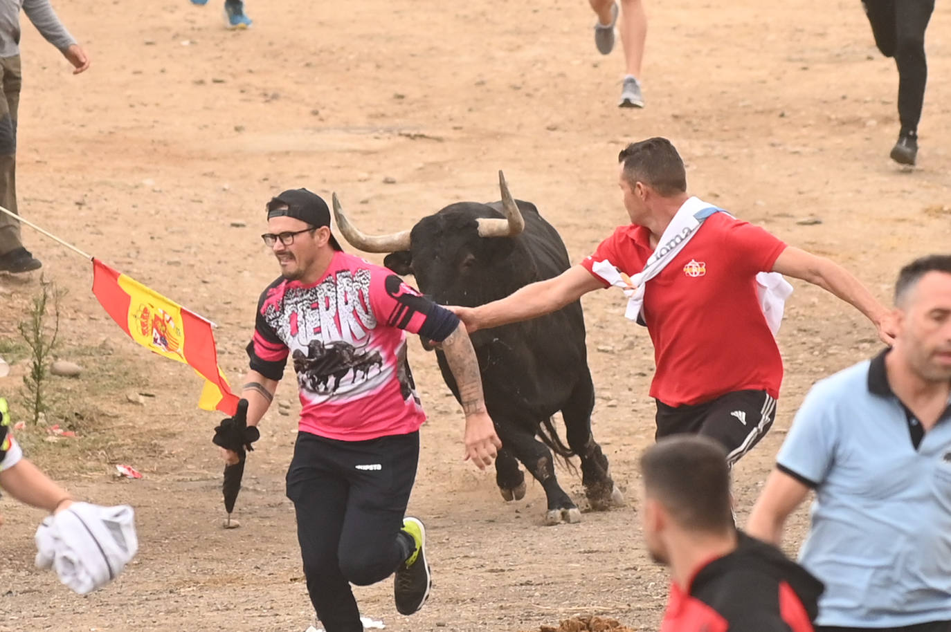 Fotos: El encierro del Toro de la Vega, en imágenes