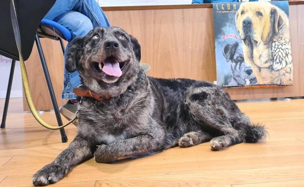 La exposición canina y el concurso se celebrará este fin de semana en León.