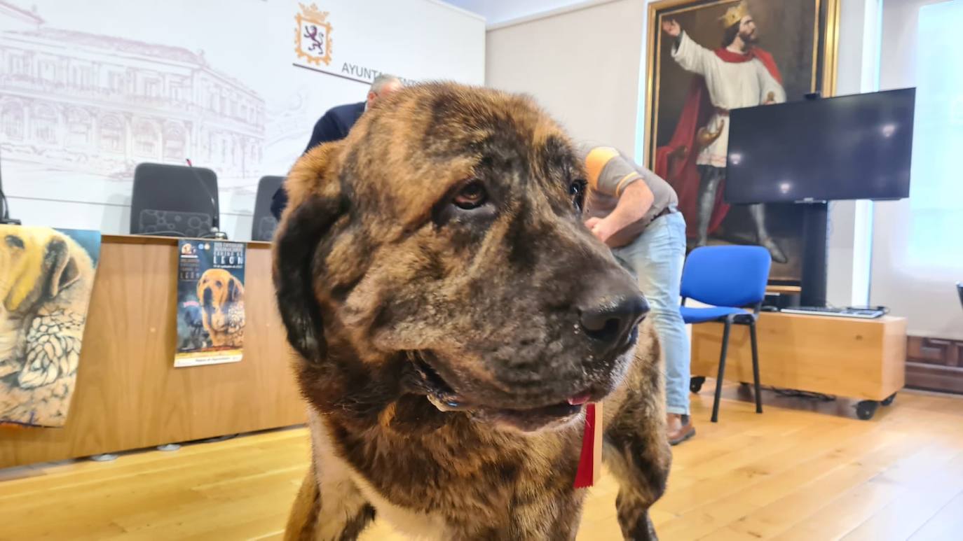 Fotos: Presentación de la Exposición Canina en León