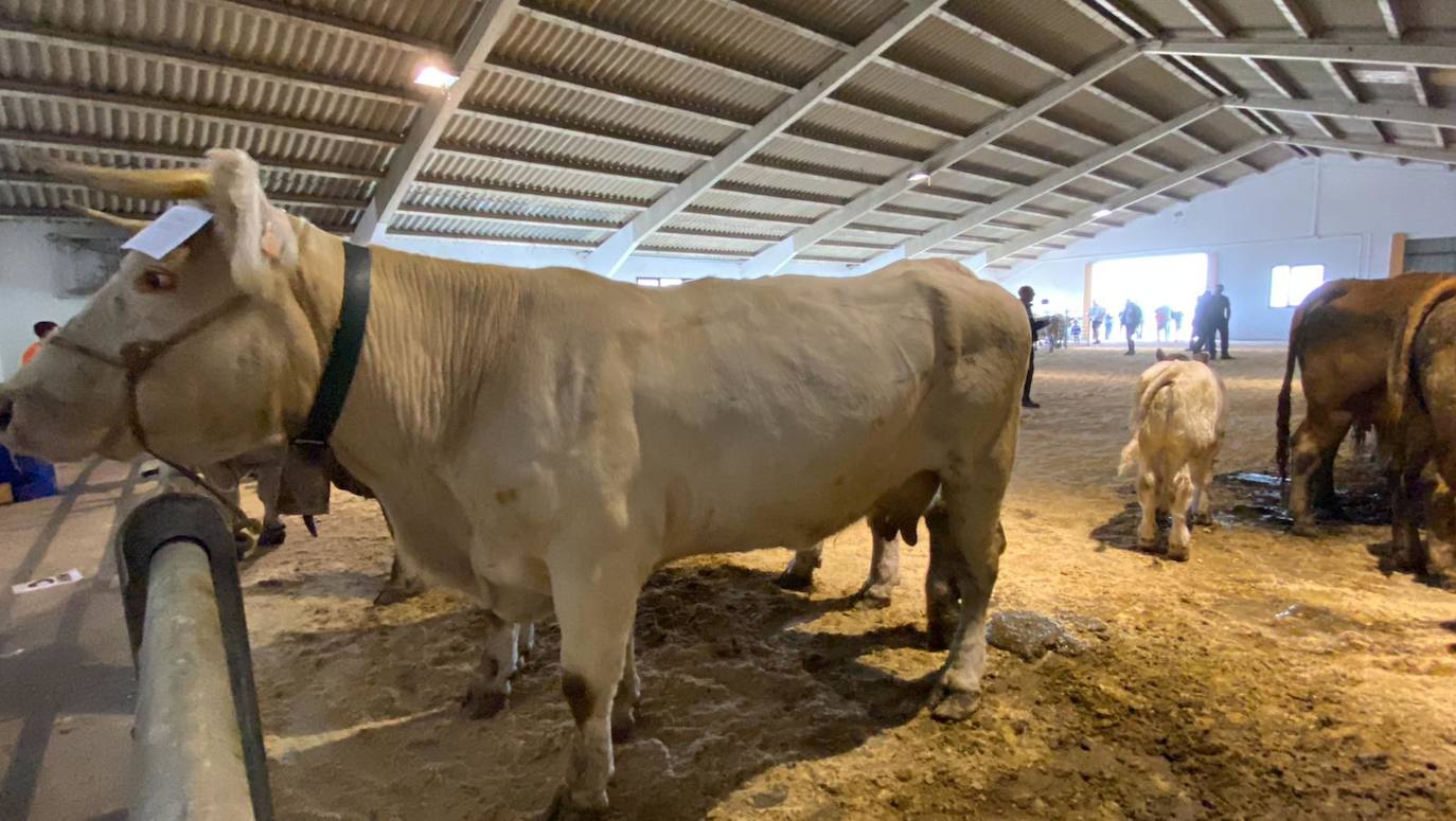 Feria de Ganado de Montaña en Puebla de Lillo