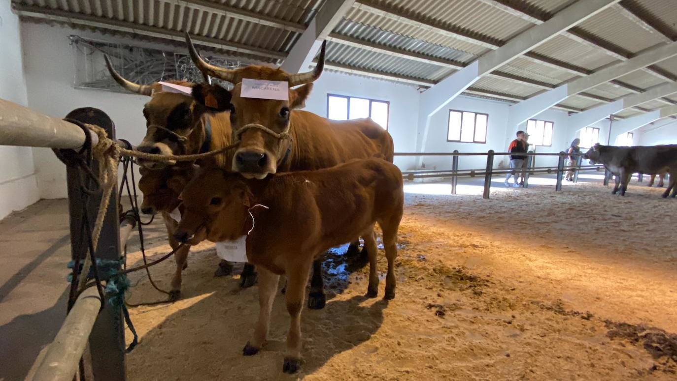 Feria de Ganado de Montaña en Puebla de Lillo