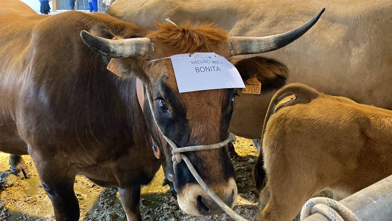 Feria de Ganado de Montaña en Puebla de Lillo