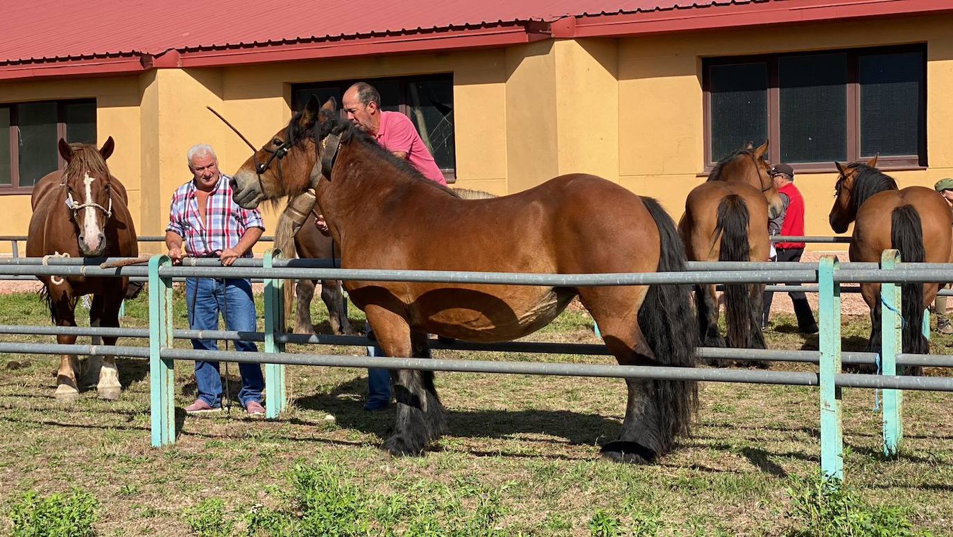 Feria de Ganado de Montaña en Puebla de Lillo