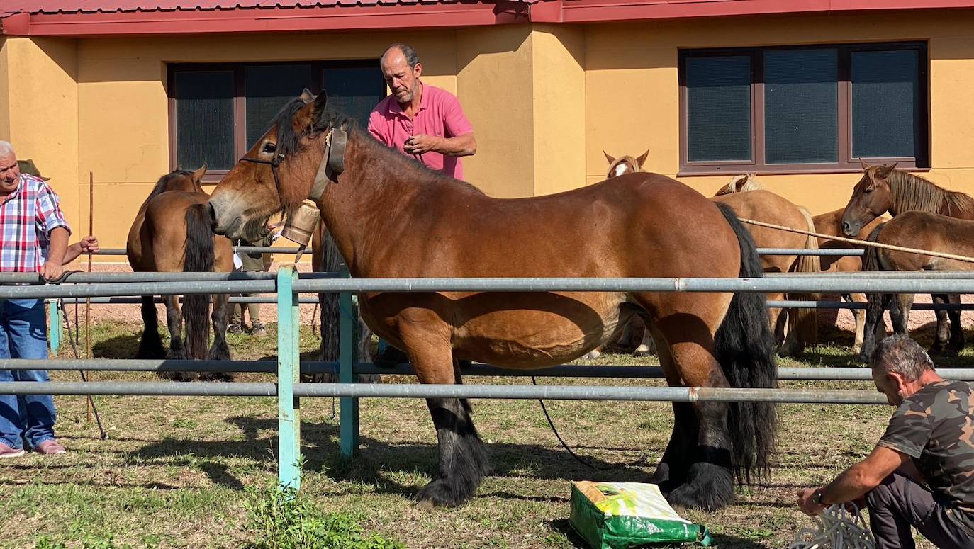 Feria de Ganado de Montaña en Puebla de Lillo